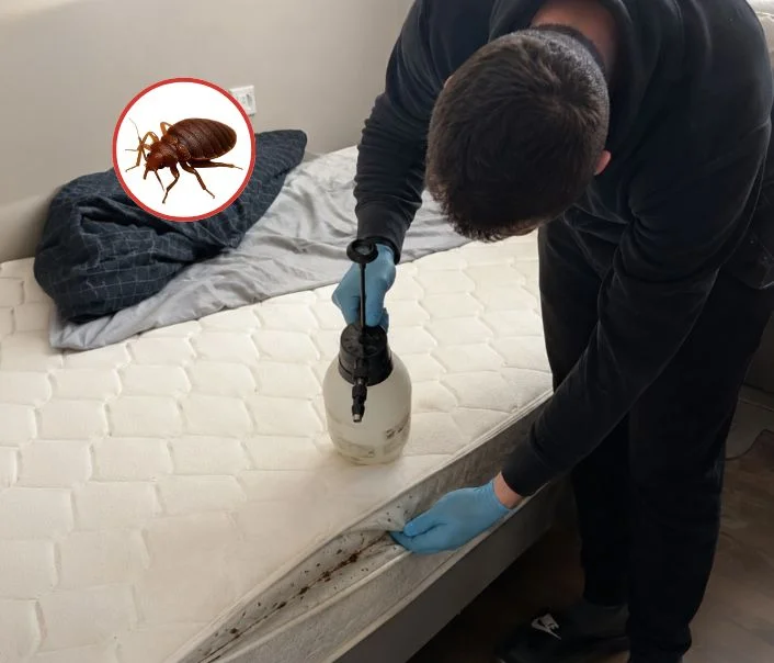 Technicien traitant un matelas contre les punaises de lit à Lésigny
